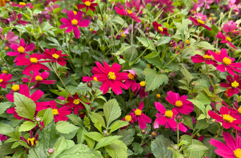 close up of Bidens BEE Pink Buzz blooms