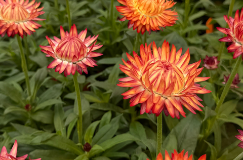 Close-up of Bracteantha GRANVIA ‘Orange Flame’