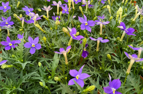 Close up of purple Isotoma.png