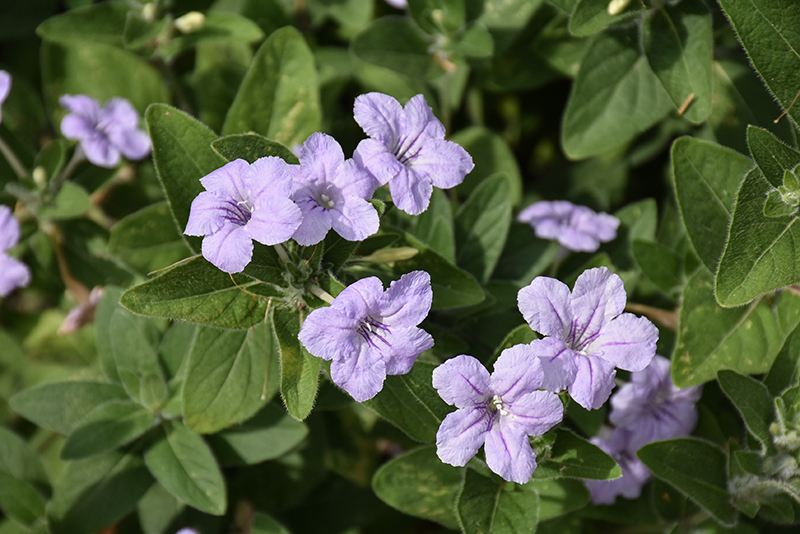 prairie petunia up close