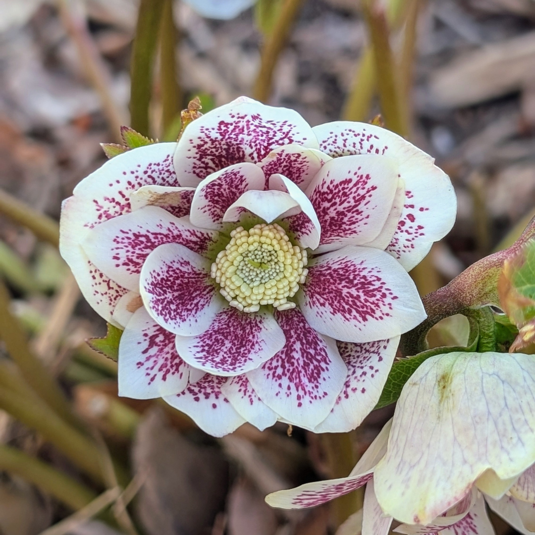 The Gardens' Early Awakening Gardens