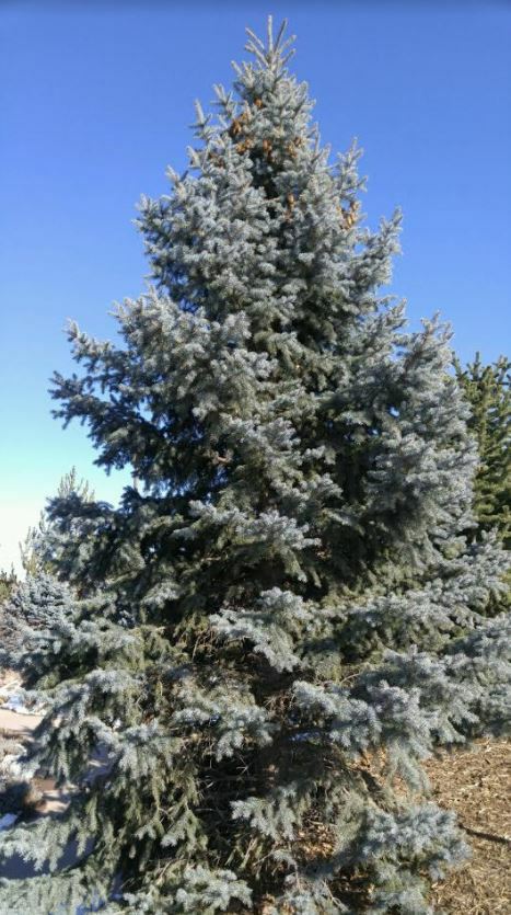 Blue-Spruce.jpg
