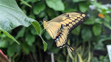swallowtail butterfly close-up