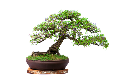 a bonsai tree