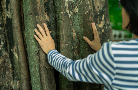 A person placing their hands on a tree trunk