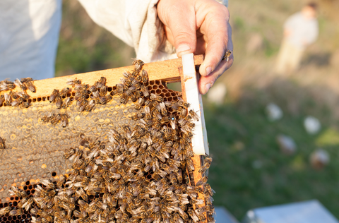 Hand on a bee colony board.png