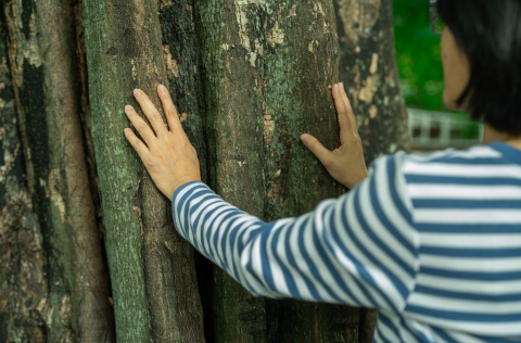 Forest-Bathing.png