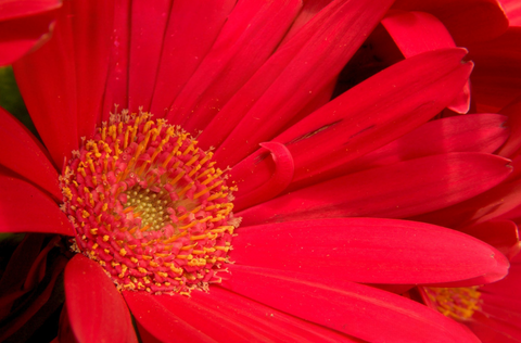 close-up of bright red flower.png