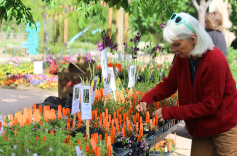 Plant-Sale-1.png