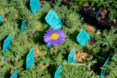 Close-up of purple flower