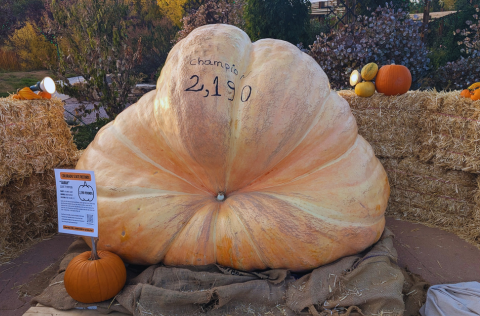 A giant pumpkin on display.png