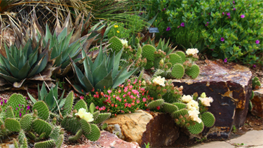 cactus and flowers on rocks