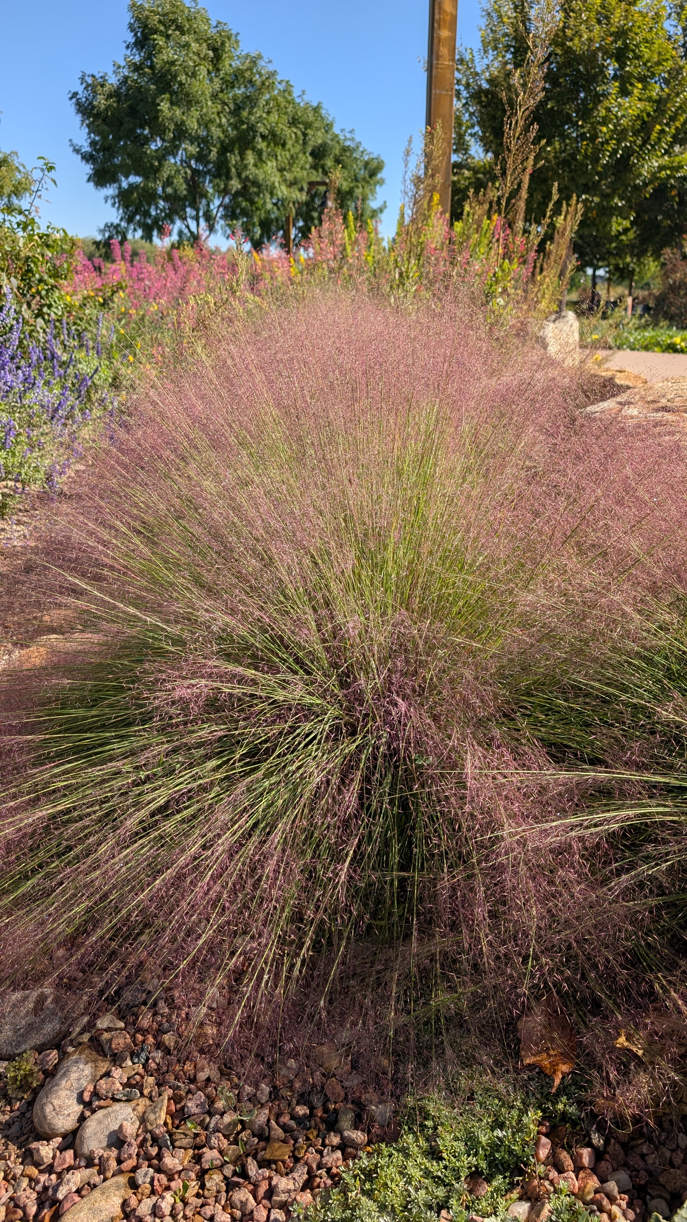 Ruby Muhly Grass