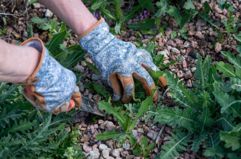 hands with gardening gloves weeding