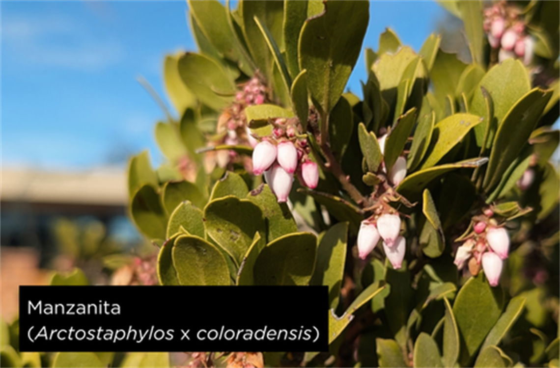 Manzanita blooms in January 2026