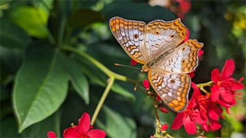 white peacock butterfly close-up