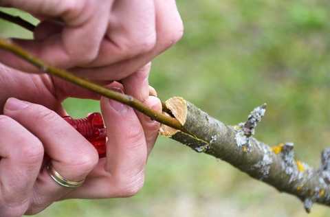 close-up of hands grafting an apple tree
