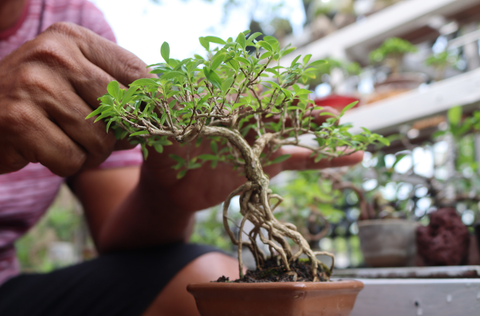 bonsai tree with hands working on it