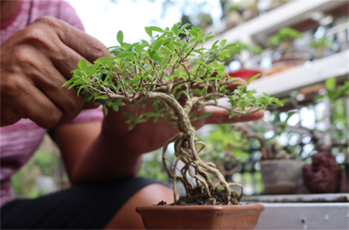 Bonsai 101 Gardens