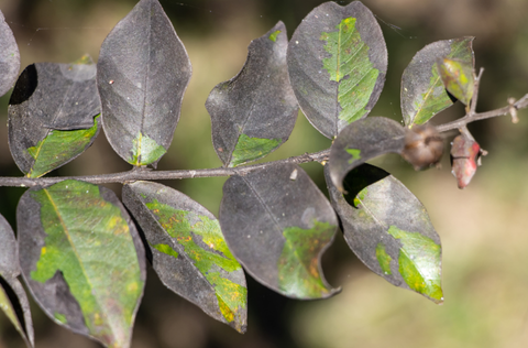 close up of leaves that are suffering from an ailment, making them brown