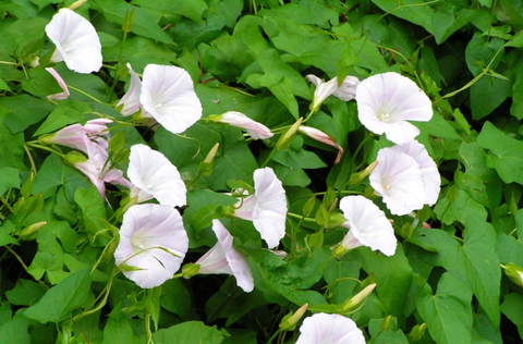 close-up of the white flowers of bind weed