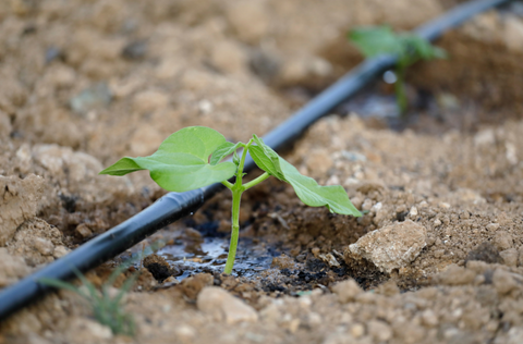 a drip irrigation line next to a budding plant