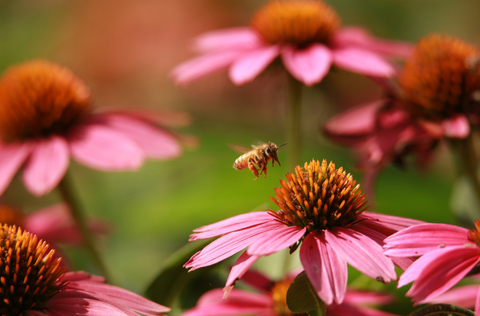 close-up of a bee about to land on a pink coneflower