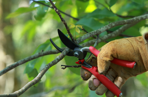 pruning shears open on a think tree limb