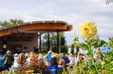 a yellow dahlia in focus with a stage and crowd behind