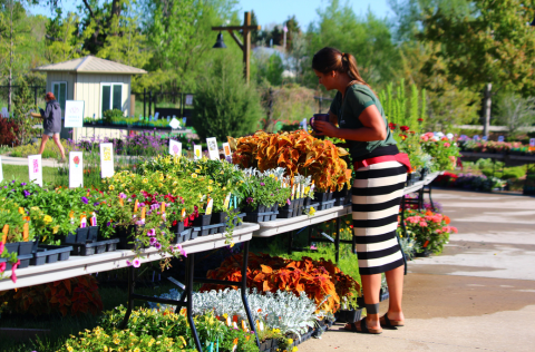 person perusing tables full of plants
