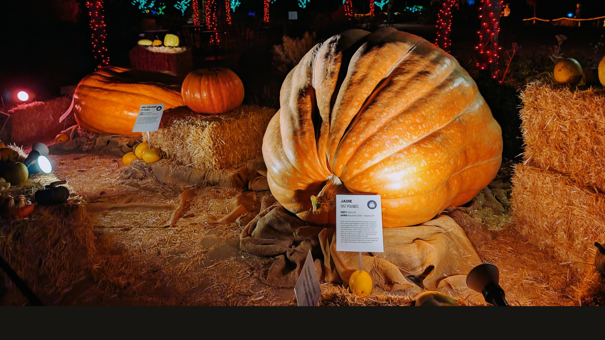 giant pumpkins