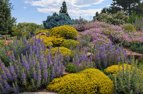 Rock Garden perennials