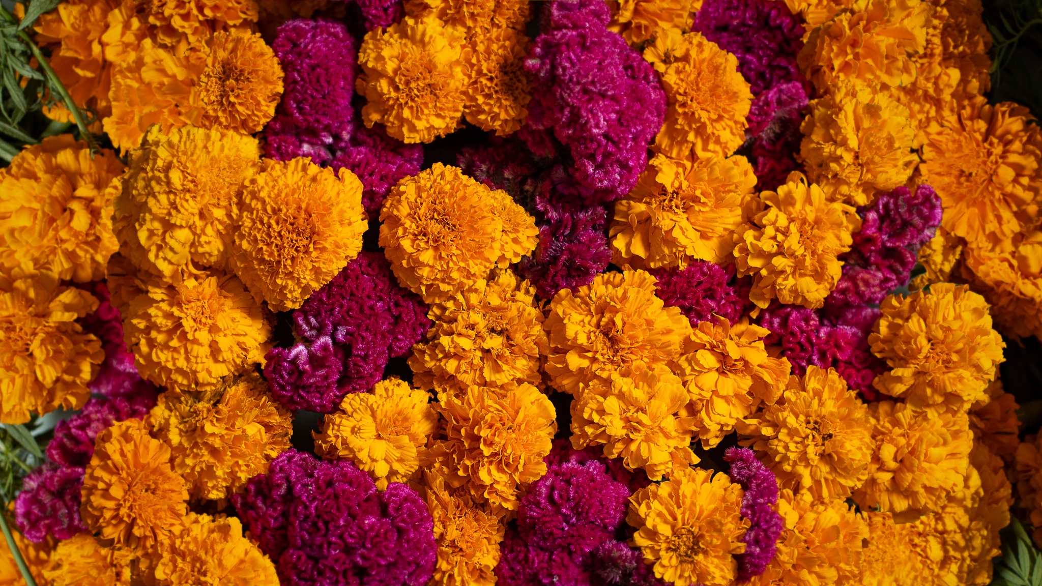 gold and red marigolds