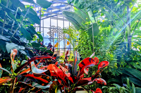 Butterfly House