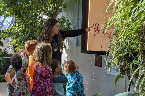 Children looking at the chrysalis chamber in the Butterfly House