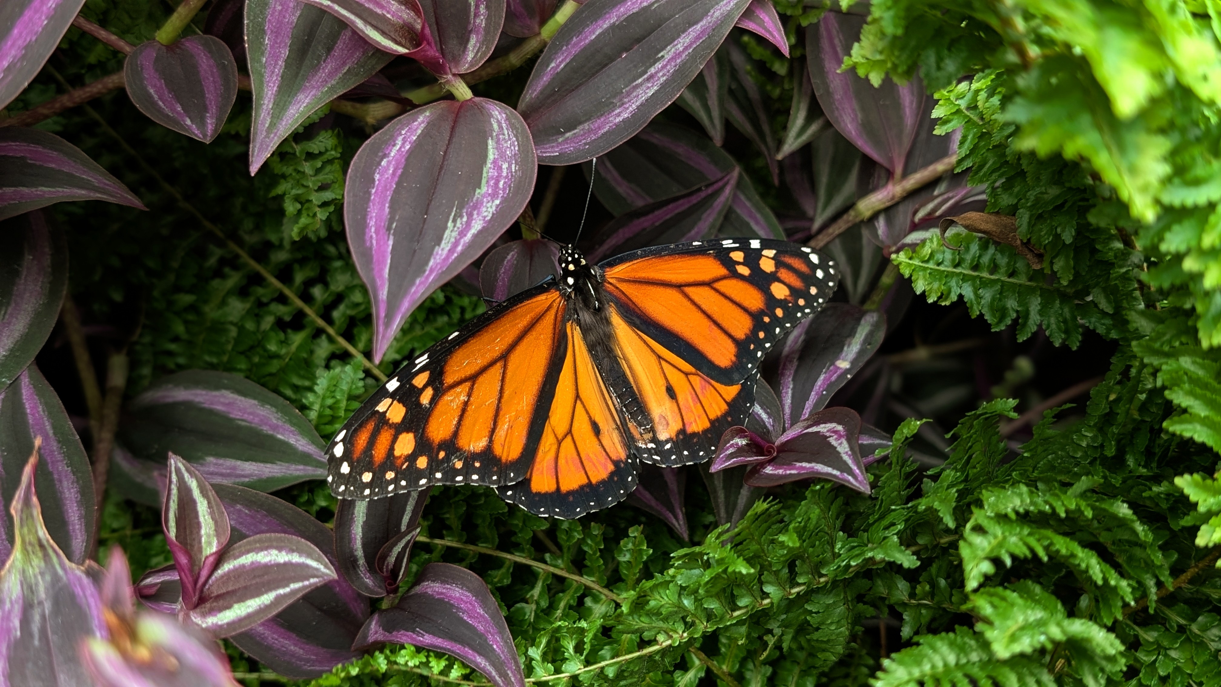 monarch in the Butterfly House