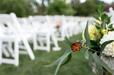 close-up of a monarch on a leaf with wedding chairs in the background