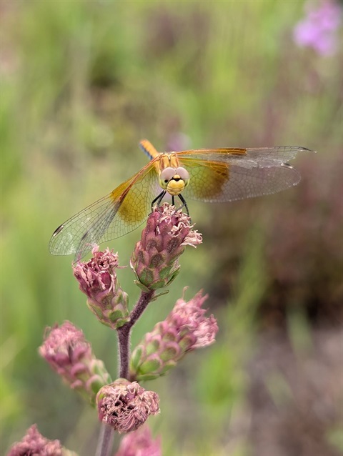 Clos-up of a dragonfly